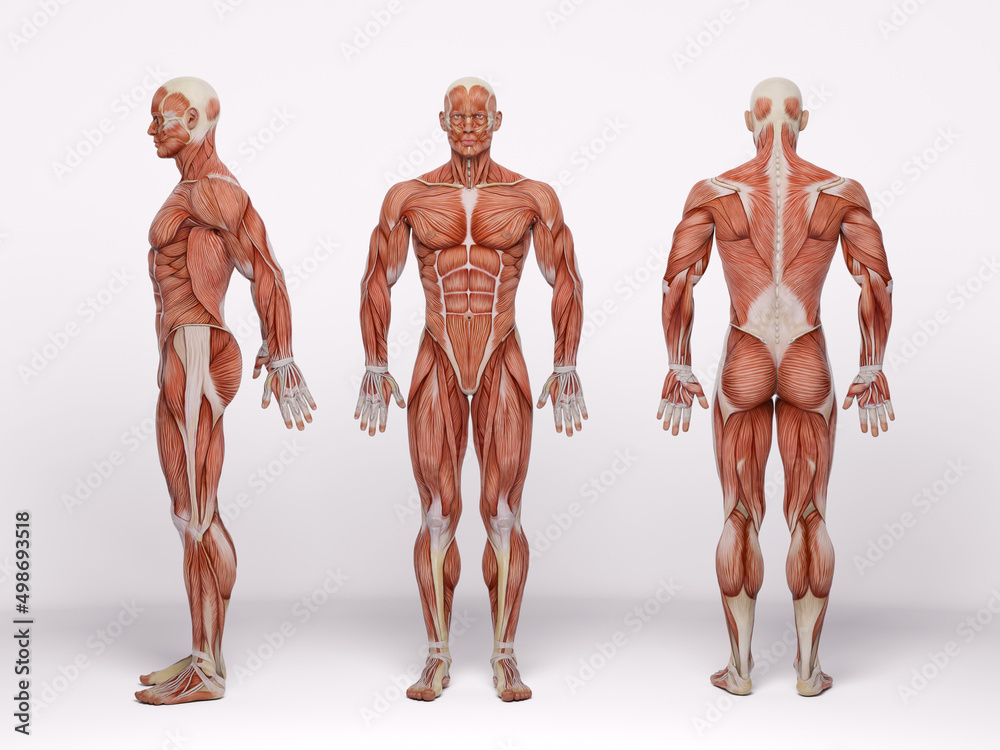 3D Render : a standing male body illustration with muscle tissues display, isolated, muscle maps 3D Render : a standing male body illustration with muscle tissues display, isolated, muscle maps