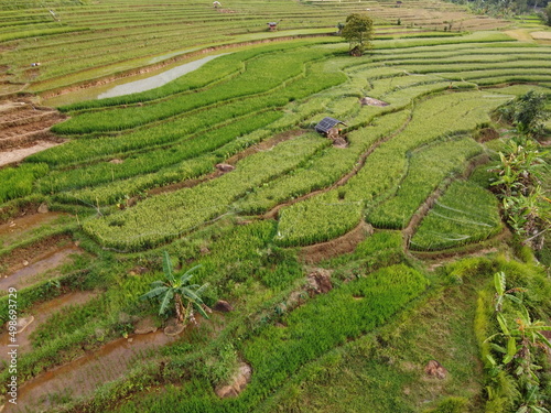 aerial panorama of agrarian rice fields landscape in the village of kendal, Central Java, like a terraced rice fields ubud Bali Indonesia