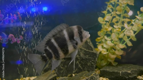 Black-striped Cichlazoma swims in an aquarium photo