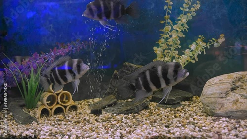 Black-striped Cichlazoma swims in an aquarium photo