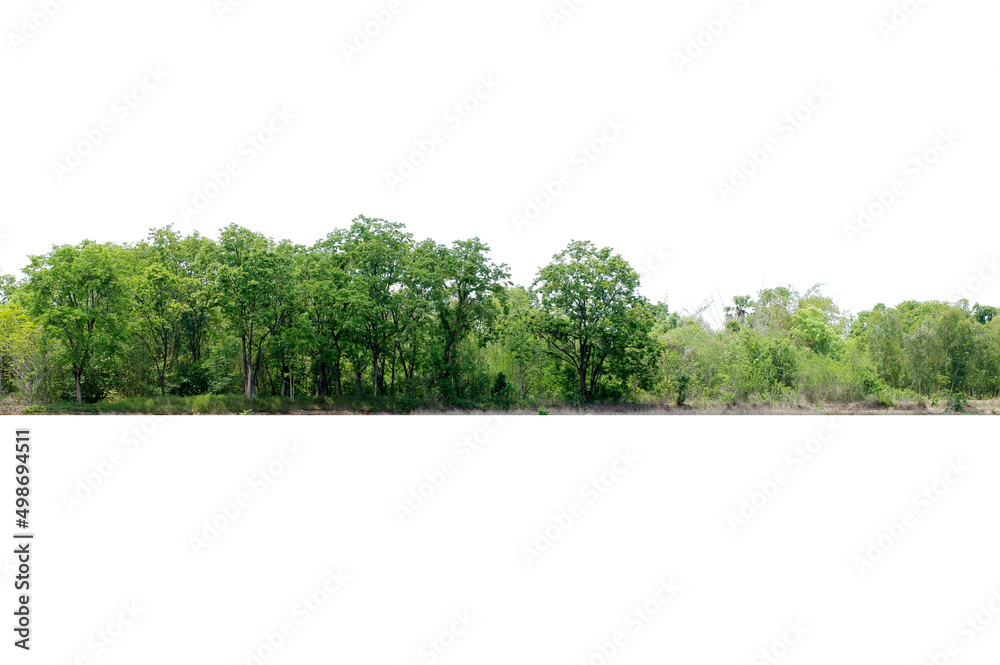 View Of A High Definition Treeline Isolated On A White Background