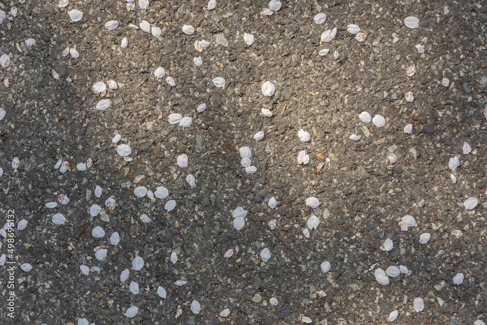 cherry blossom petals falling to the ground cherry blossom petals falling to the ground