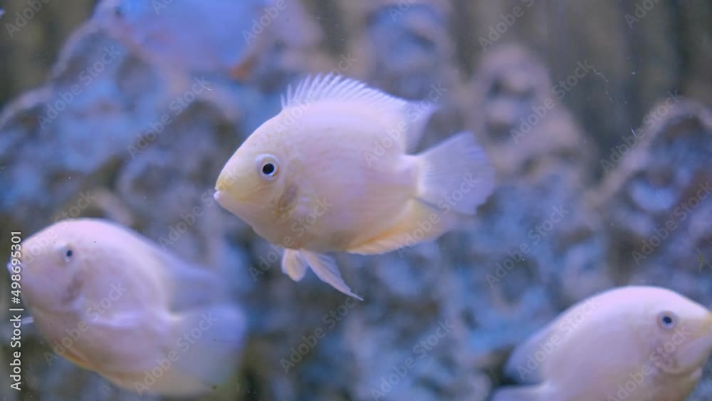 White parrot fish swims in the aquarium White parrot fish swims in the aquarium