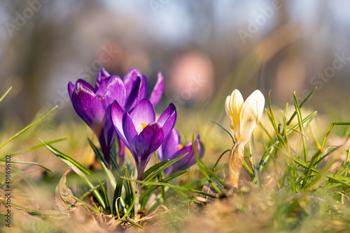 Close up on a bunch of purple crocus flowers during sunny spring day. Blurry background, selective focus.