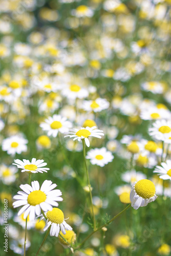 Selective focused Chamomile flowers Field. Beautiful nature scene with blooming medical roman chamomiles. Nature spring blossom, Summer daisy background. Alternative medicine, phytotherapy ingredient © Aleksandra Konoplya