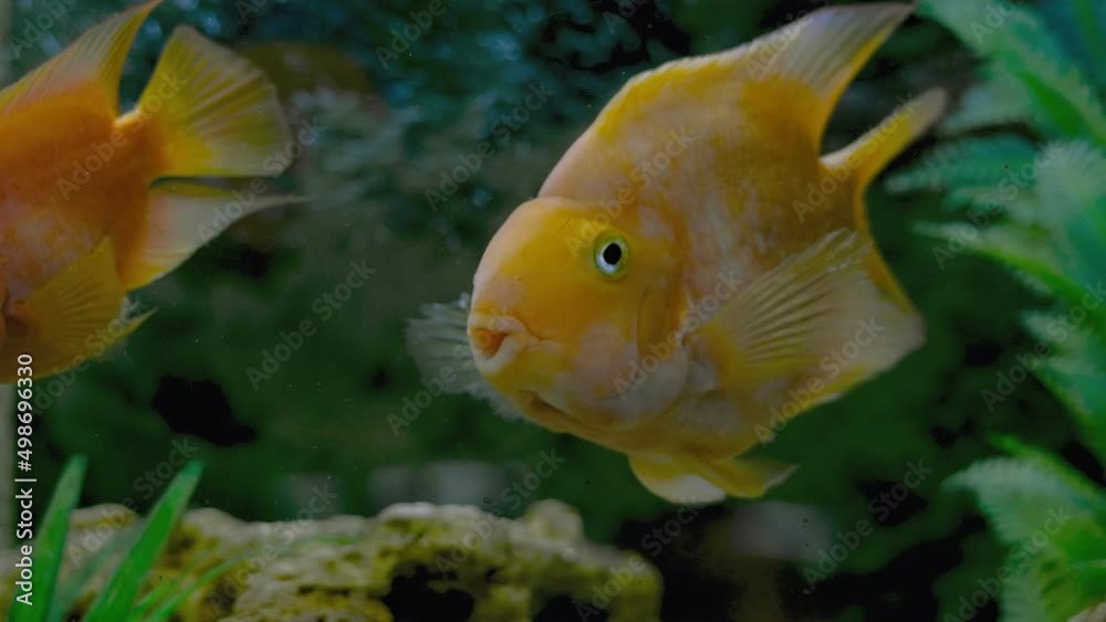 Parrot fish swims in the aquarium Parrot fish swims in the aquarium
