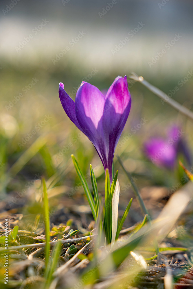 Close up on a bunch of purple crocus flowers during sunny spring day. Blurry background, selective focus. Close up on a bunch of purple crocus flowers during sunny spring day. Blurry background, selective focus.