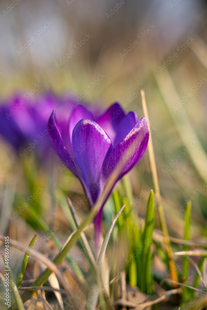 Close up on a bunch of purple crocus flowers during sunny spring day. Blurry background, selective focus. Close up on a bunch of purple crocus flowers during sunny spring day. Blurry background, selective focus.