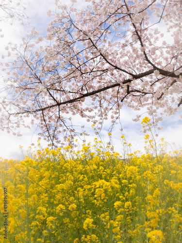 cherry blossoms © 雅裕 富岡