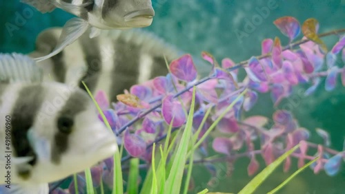 Black-striped Cichlazoma swims in an aquarium photo