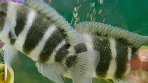 Black-striped Cichlazoma swims in an aquarium photo