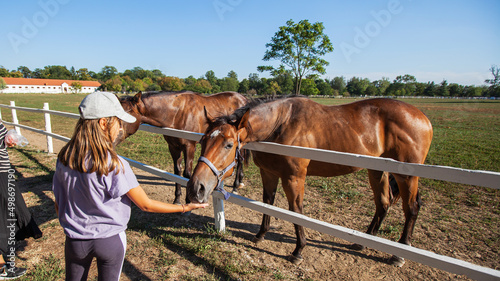 Young girl at farm, feeding a horse in ranch paddock, summer day, countryside landscape.
