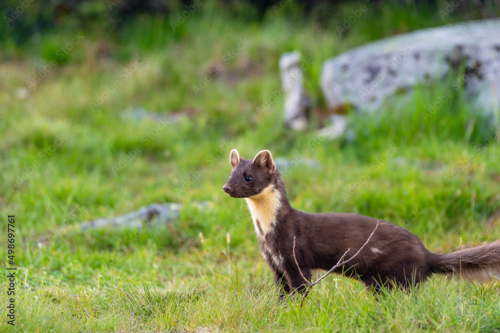 Wildlife portrait of european pine marten outdoors in nature. Animals and wilderness concept. Wildlife portrait of european pine marten outdoors in nature. Animals and wilderness concept.