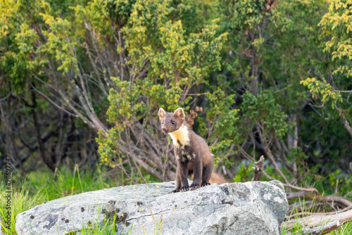 Wildlife portrait of european pine marten outdoors in nature. Animals and wilderness concept.