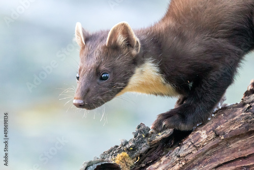 Wildlife portrait of european pine marten outdoors in nature. Animals and wilderness concept.