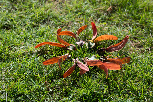 red flower in grass © Benzine
