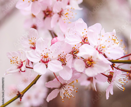 Blooming trees against the blue sky. Selective focus.