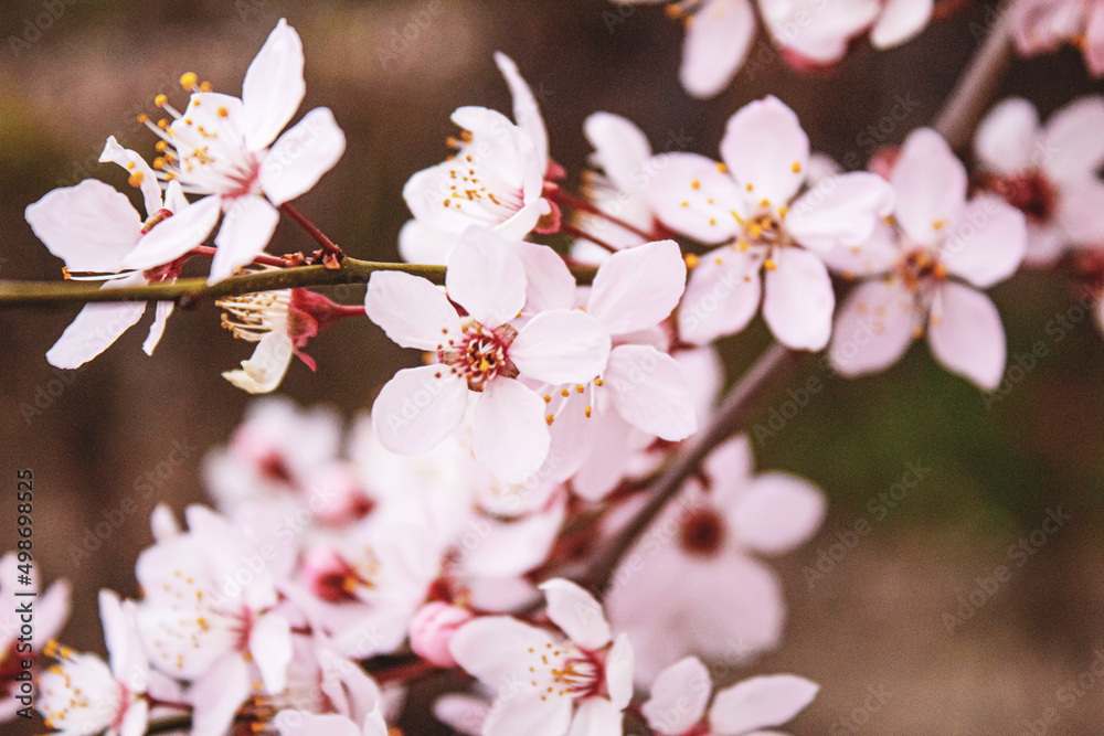 Blooming trees against the blue sky. Selective focus.