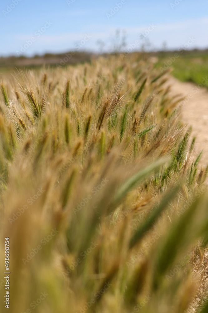 field of wheat field of wheat