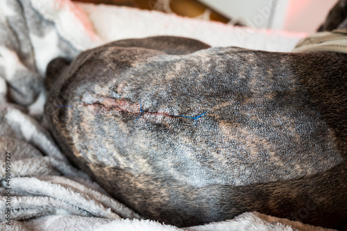 Foto Sutured scar on the back of a dog after surgery on the intervertebral disc follo