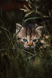 Newborn domestic cat discovers the wildlife around the house and undergoes immediate development regarding new sensations. Blue-eyed grey and black kitten in tall grass. Felis catus domesticus