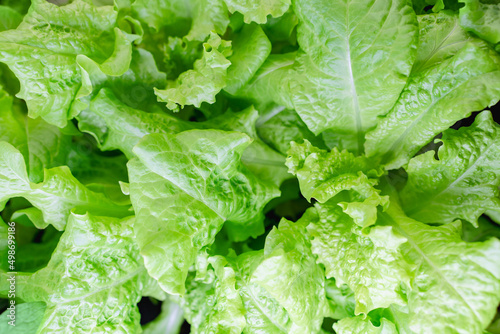 green lettuce leaves close-up, fresh salad