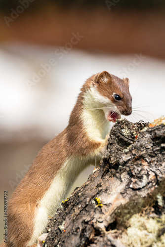 Tableau sur toile Stoat short tailed weasel wildlife portrait outdoors in nature.