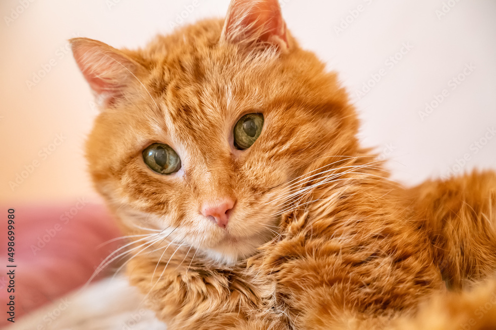 Lovely cat looking somewhere. Funny cat portrait. Lovely cat looking somewhere. Funny cat portrait.