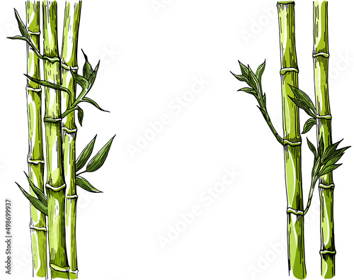 Bamboo: stem and leaves of bamboo. Colored vector hand drawing isolated on white background.