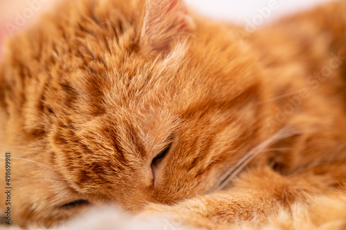 Lovely red cat. Soft focus. © Vladimir Arndt