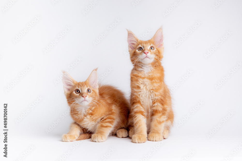 Obraz premium two red cats sitting on a white background