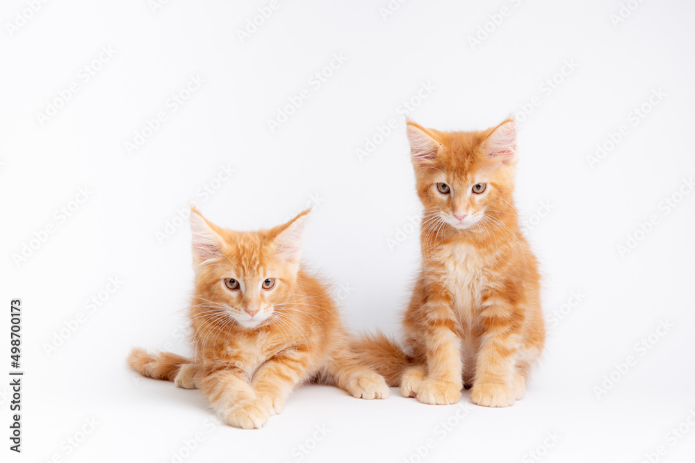 two red cats sitting on a white background two red cats sitting on a white background