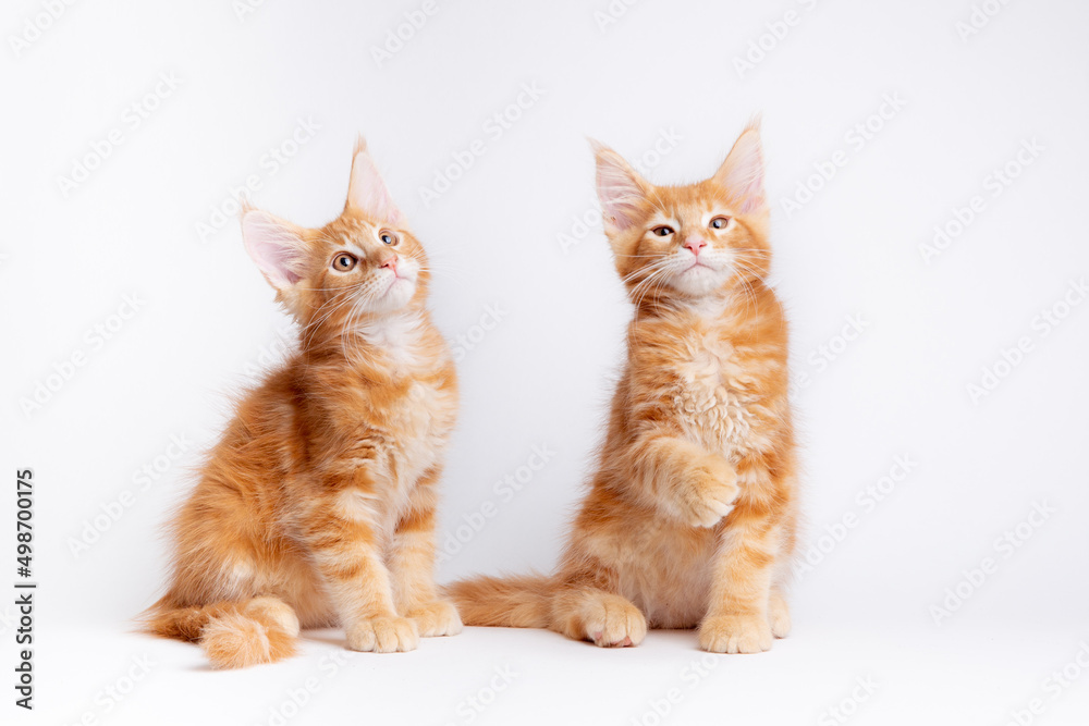 two red cats sitting on a white background