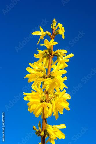 Yellow Forsythia europaea in spring time in Poland.