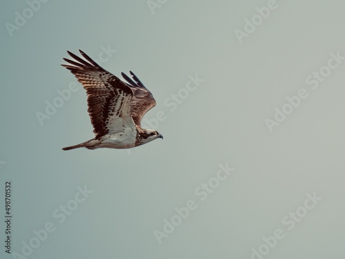 osprey in flight