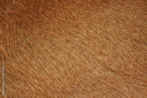 Brown wool for the background