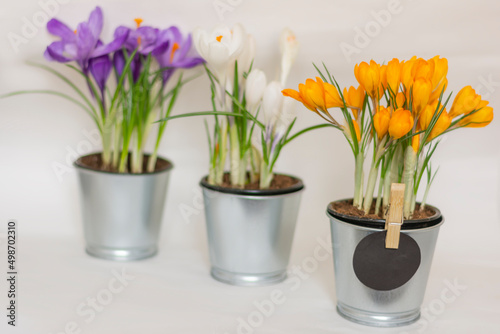 Fototapeta Naklejka Na Ścianę i Meble -  Spring flowers in pots with muticolor crocuses space for text