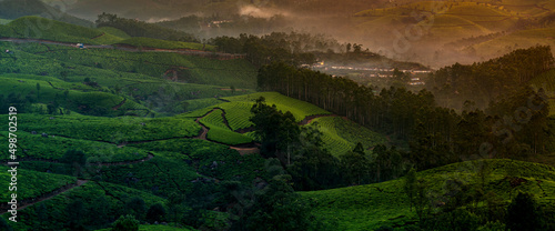 landscape in the morning, Munnar Tea Plantation panoramic view