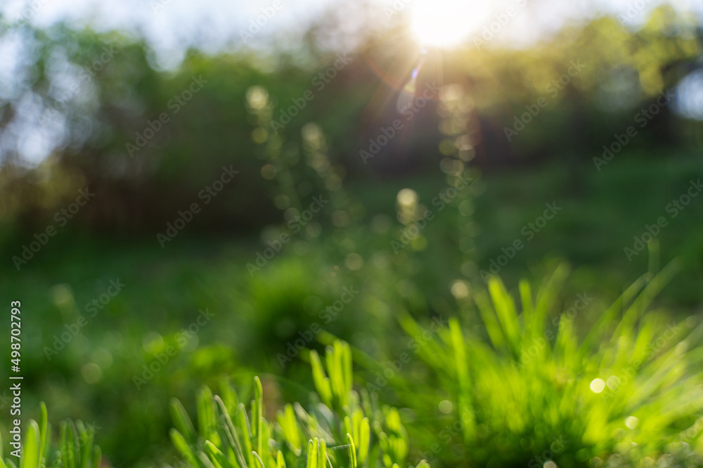 Abstract blurry summer spring background. Green grass and trees in the forest in the sun, soft focus image