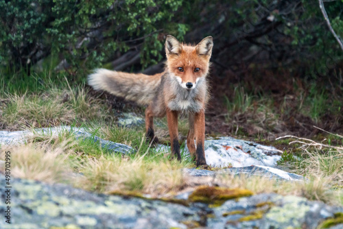 Fototapeta Naklejka Na Ścianę i Meble -  Wildlife portrait of red fox vulpes vulpes outdoors in nature. Predator and wilderness concept.