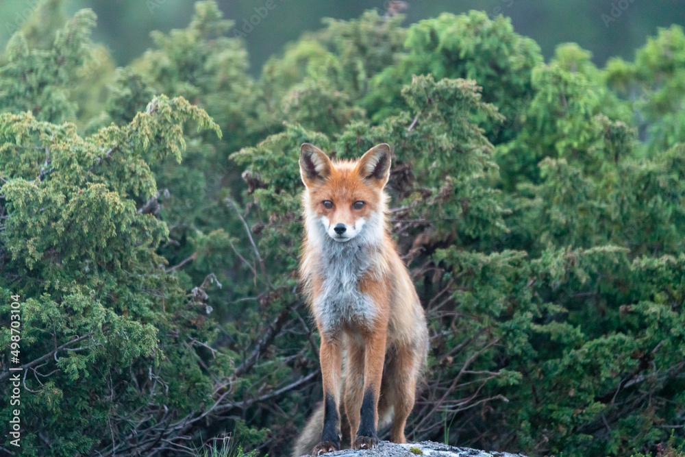 Fototapeta premium Wildlife portrait of red fox vulpes vulpes outdoors in nature. Predator and wilderness concept.