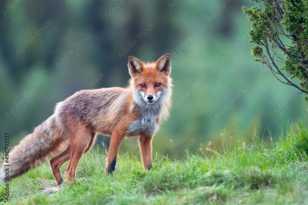 Wildlife portrait of red fox vulpes vulpes outdoors in nature. Predator and wilderness concept.