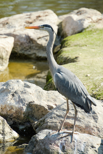 Photography of gray heron in nature