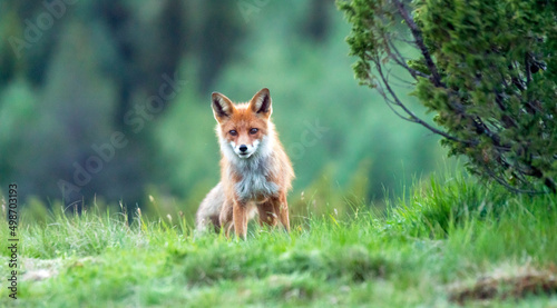Foto Wildlife portrait of red fox vulpes vulpes outdoors in nature