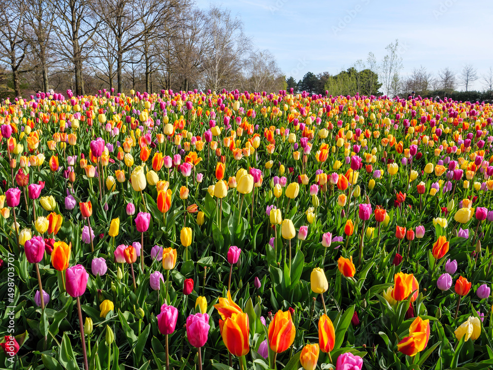 Titel: Keukenhof Flower Gardens. Keukenhof, also known as the Garden of Europe, is one of the world's largest flower gardens, situated in the in the municipality of Lisse, in the Netherlands