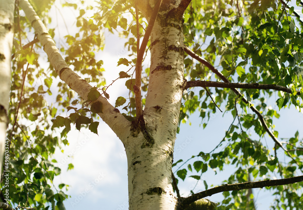 Young birch trees with black and white birch bark in spring against a blue spring sky. Young birch trees with black and white birch bark in spring against a blue spring sky.