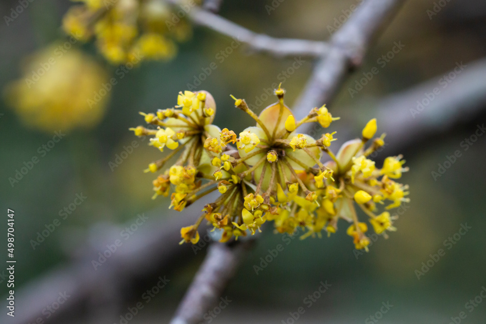 close-up of a branch with yellow flowers of the European dogwood Cornus mas in early spring, selective focus. Dogwood cherry, European dogwood or dogwood cherry, spring flower background close-up of a branch with yellow flowers of the European dogwood Cornus mas in early spring, selective focus. Dogwood cherry, European dogwood or dogwood cherry, spring flower background