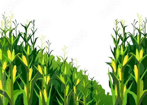 Corn grows in field. Harvest agricultural plant. Food product. Farmer farm illustration. Object isolated on white background. Rural summer field landscape. Vegetable garden cultivation. Vector © WebPAINTER-Std