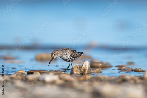 Piovanello on the beach photo