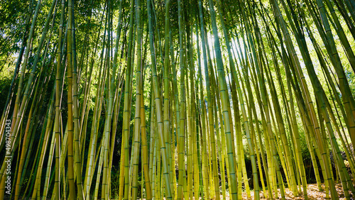 Fototapeta Naklejka Na Ścianę i Meble -  Tall bamboo forest background - strength and strong together